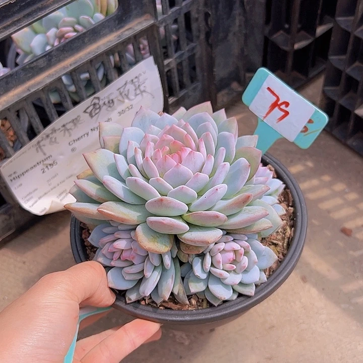 79星星辰带盆一多肉