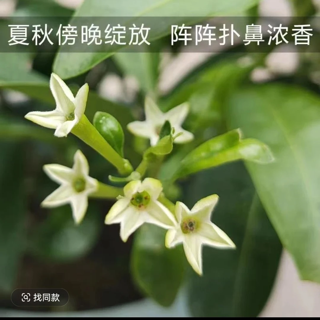 夜来香盆栽花苗四季开花庭院阳台驱蚊植物室内浓香花卉