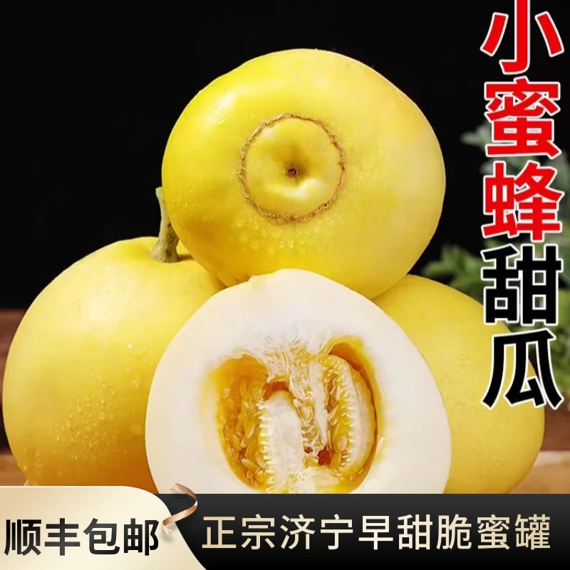 山东头茬小蜜蜂甜瓜蜜罐甜瓜早甜脆非星甜20香瓜脆甜爽口新鲜水果