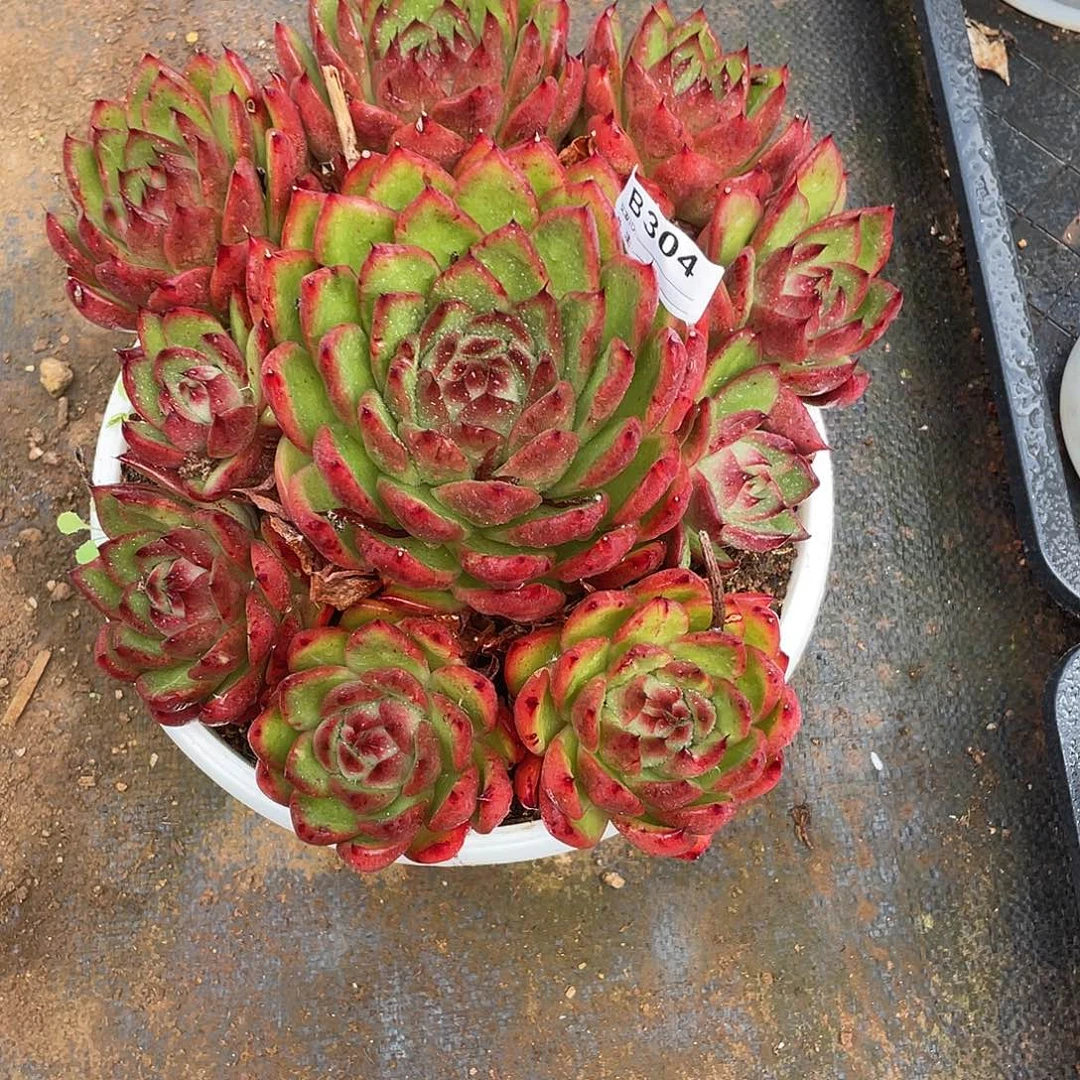 若如东云单拍B304