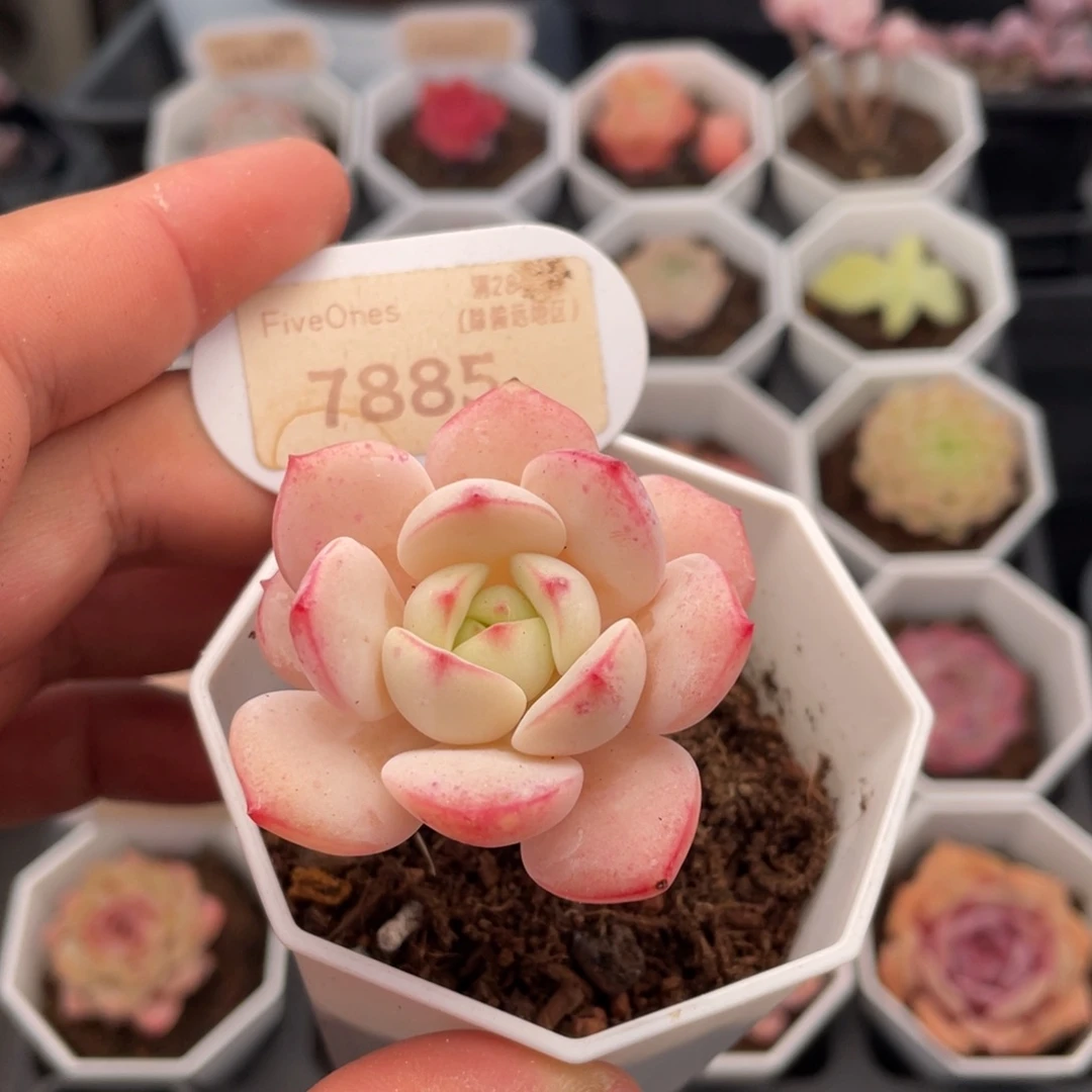 香草7885-5.0厘米