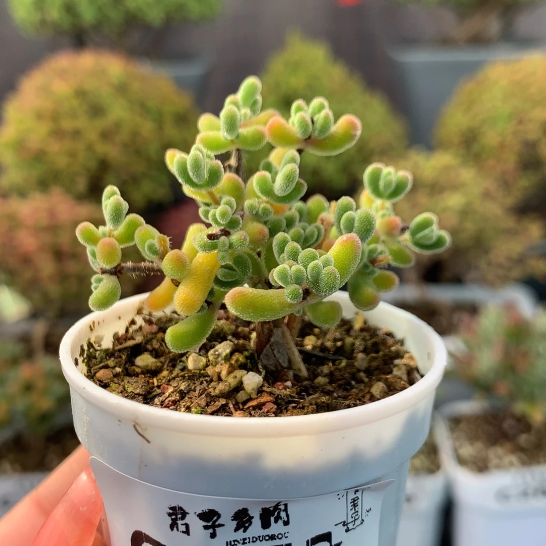 273小星星