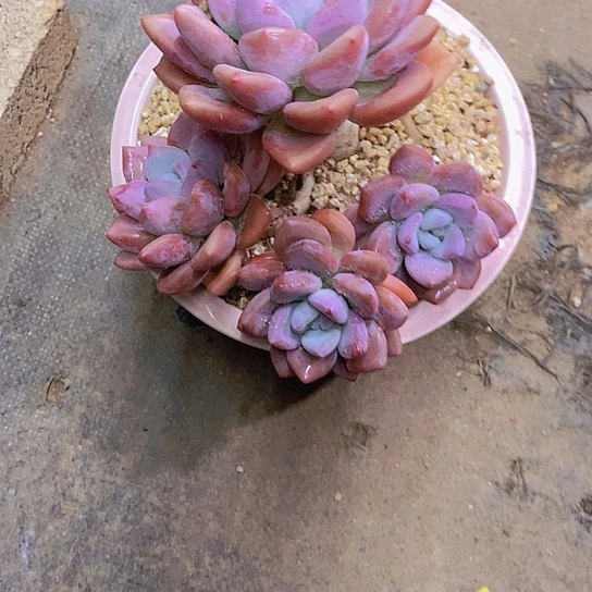 漠*奥普多肉植物