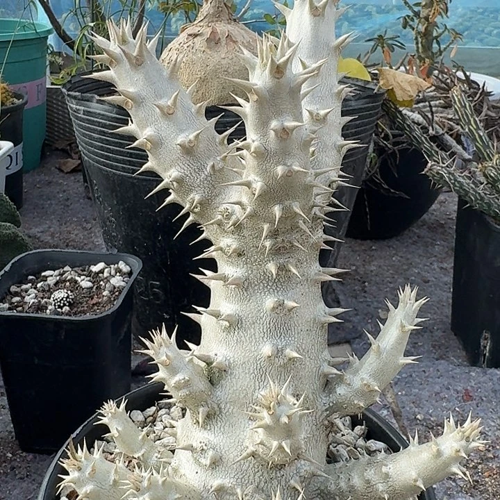 筒蝶春实生块根多肉