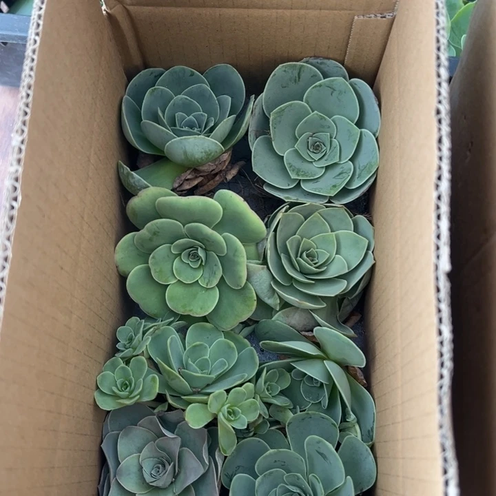 三碗121  八颗不同品种