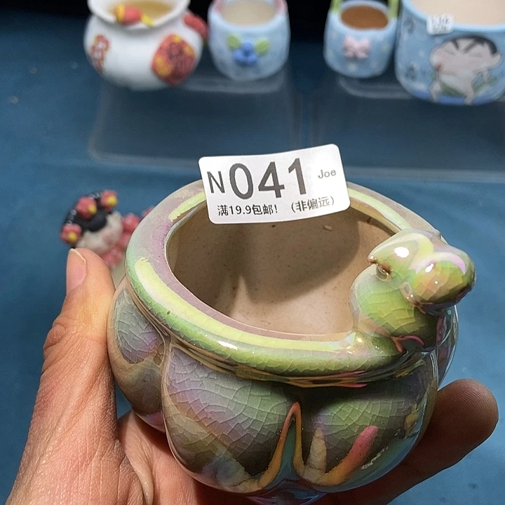 41大舅生石花肉锥