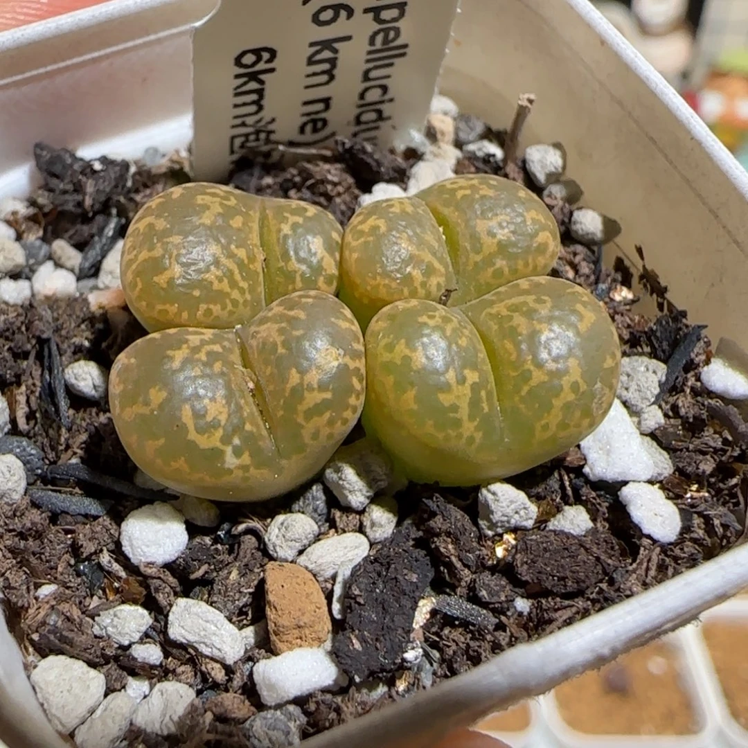 肉锥多肉植物组合-勋章783