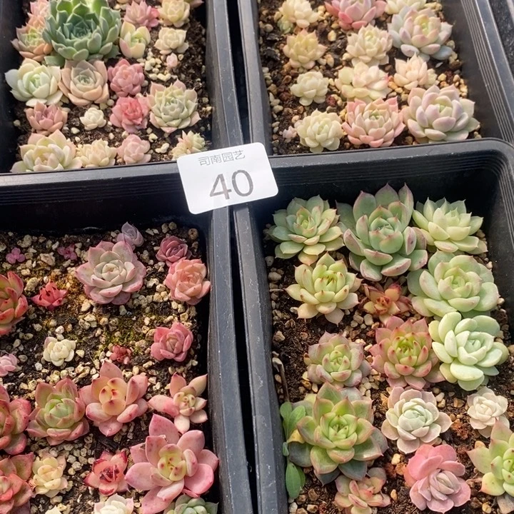 40 多肉植物盆栽花卉