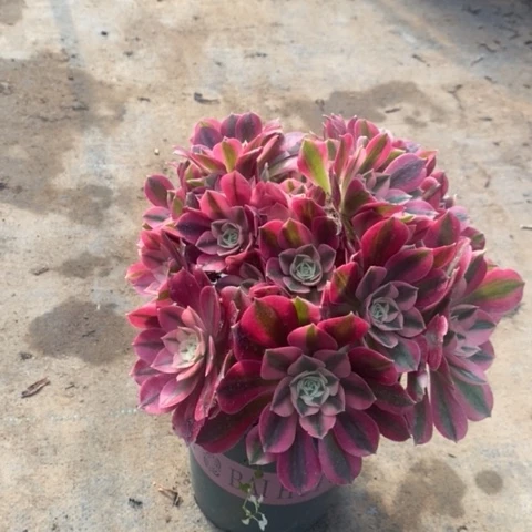 粉女巫多肉植物006