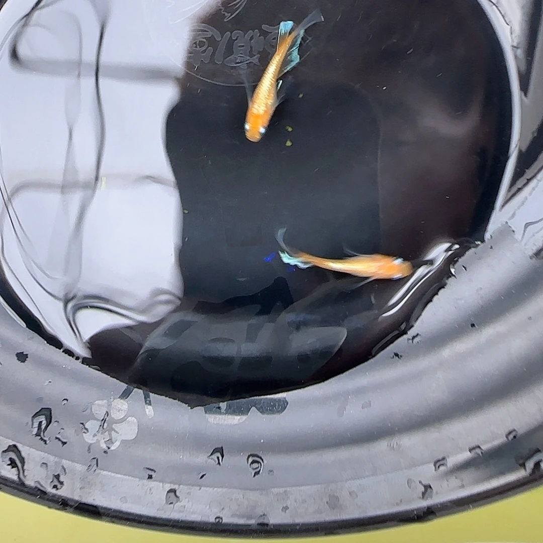 青鳉鱼真长鳍林血赤壁极上品质一对