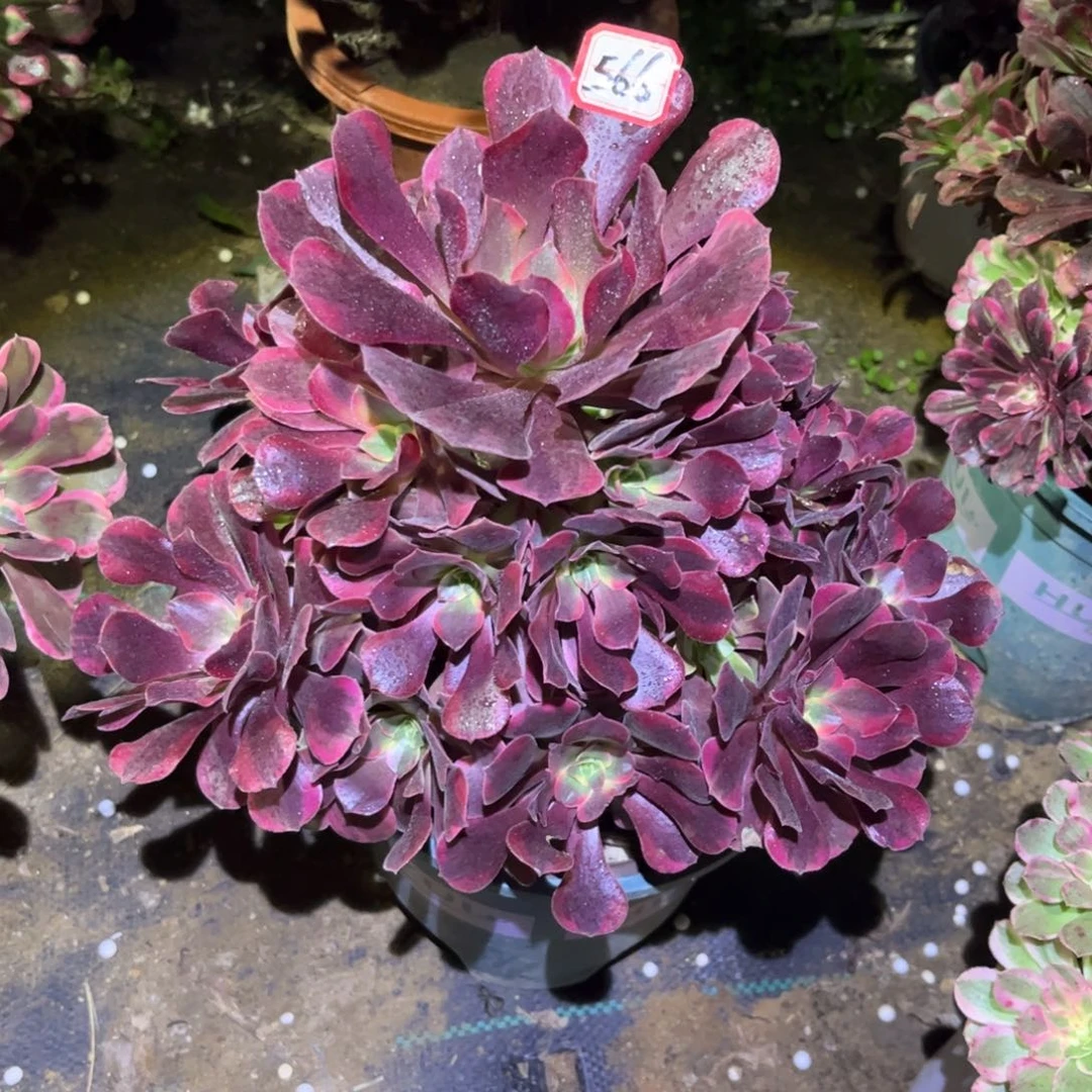 566多肉植物凤冠法师