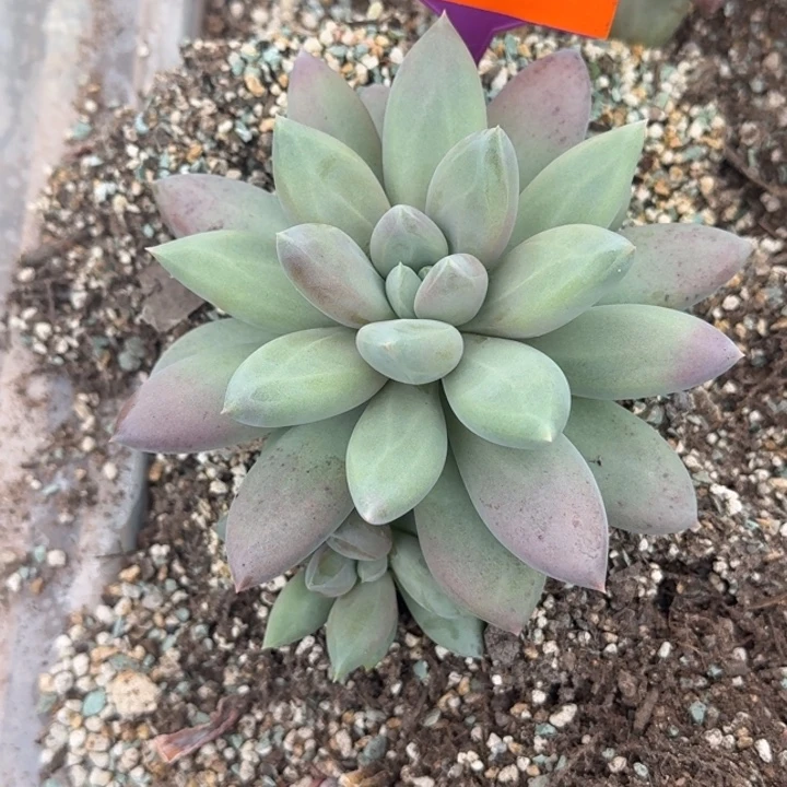 叮***当多肉植物哥特群580