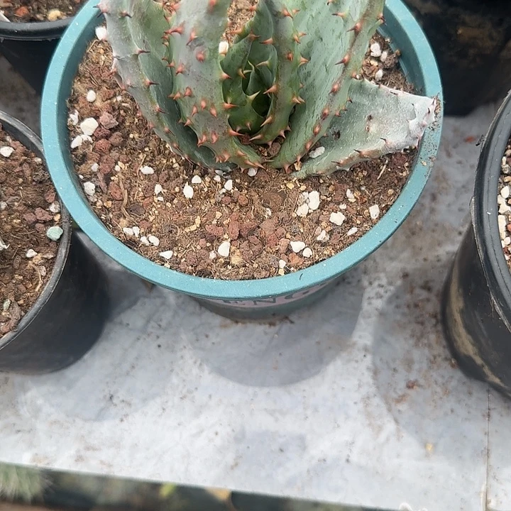 鬼切哥脱土发货啦啦