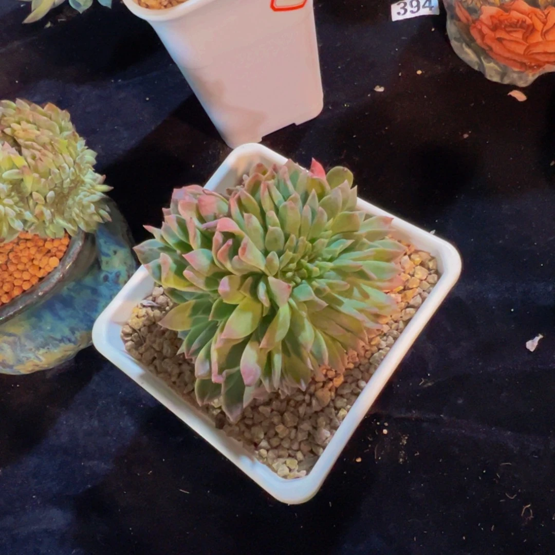 粉钻冰魄缀微瑕 天天开心