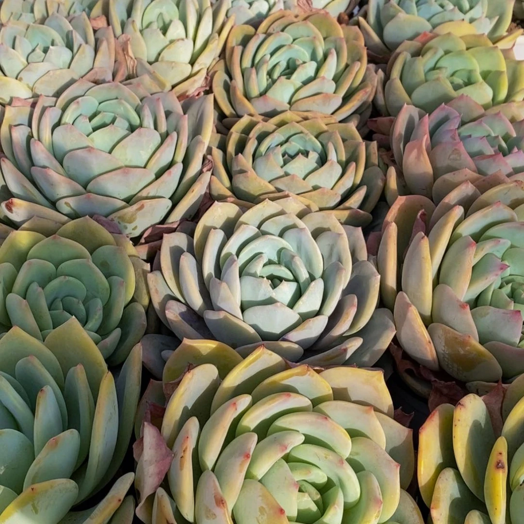 621的我是个不懂你的女人是