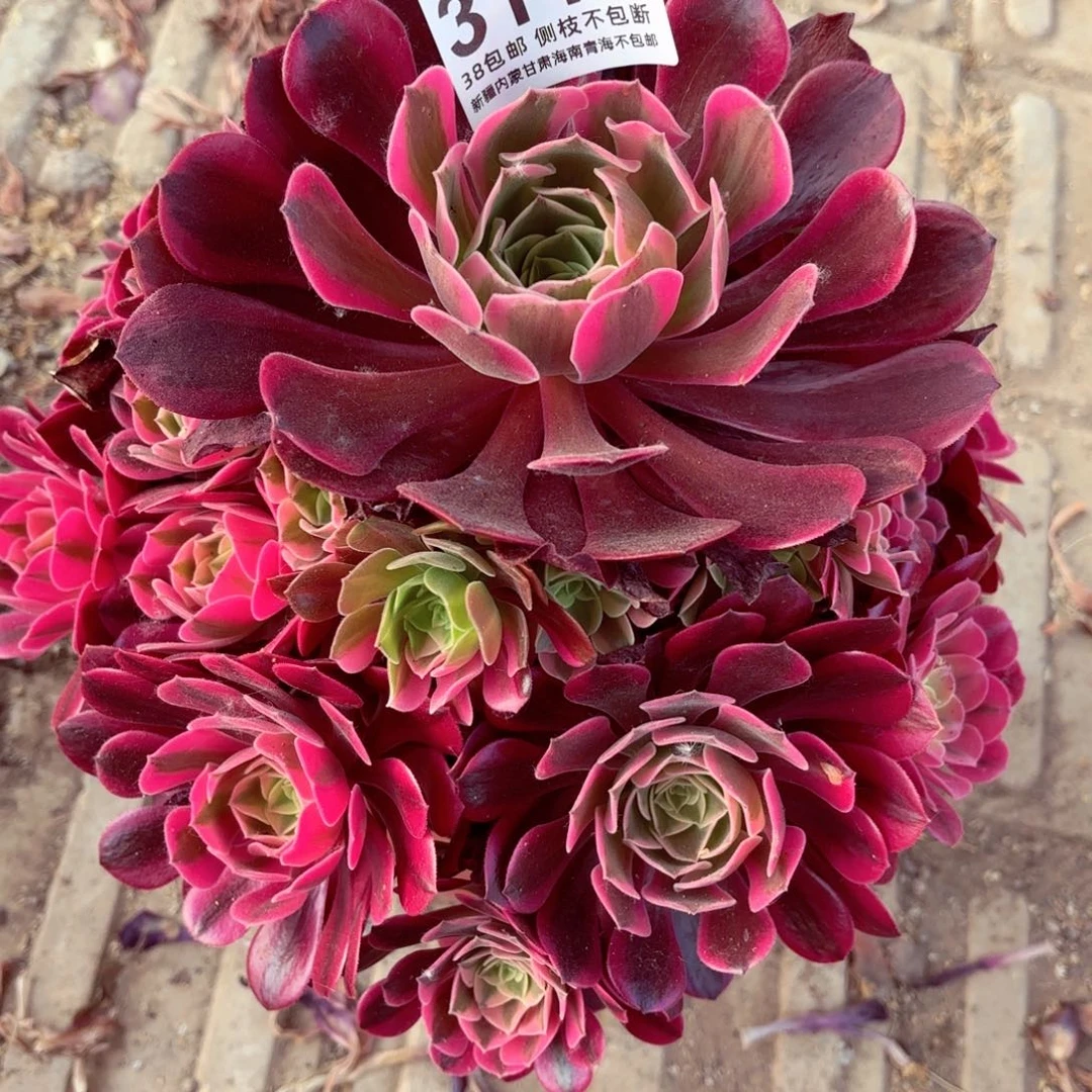 1棚法师000000003115粉体美杜莎