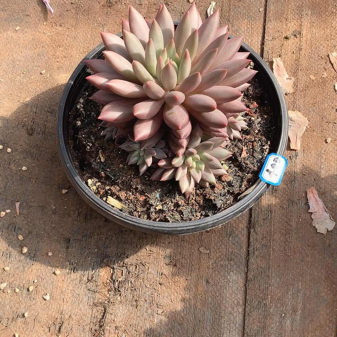 400美人一物一拍多肉