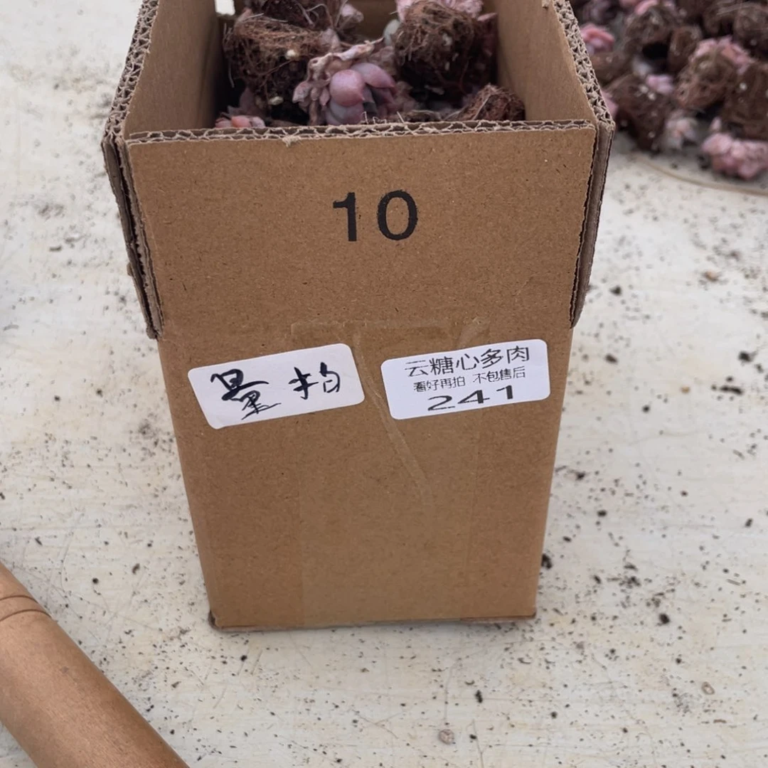 云糖心多肉植物241