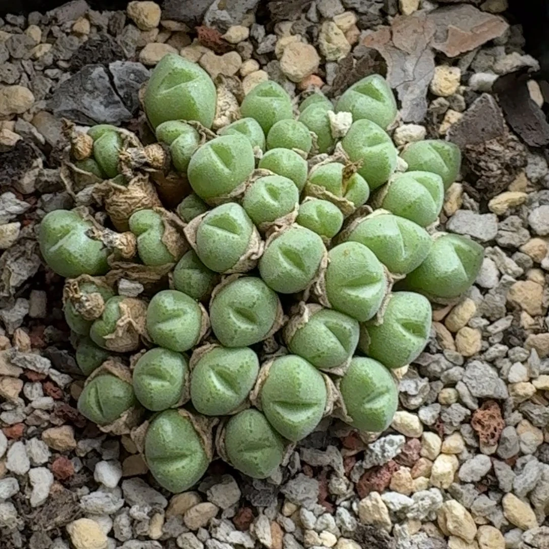 ****呀0925-055小米雏肉锥