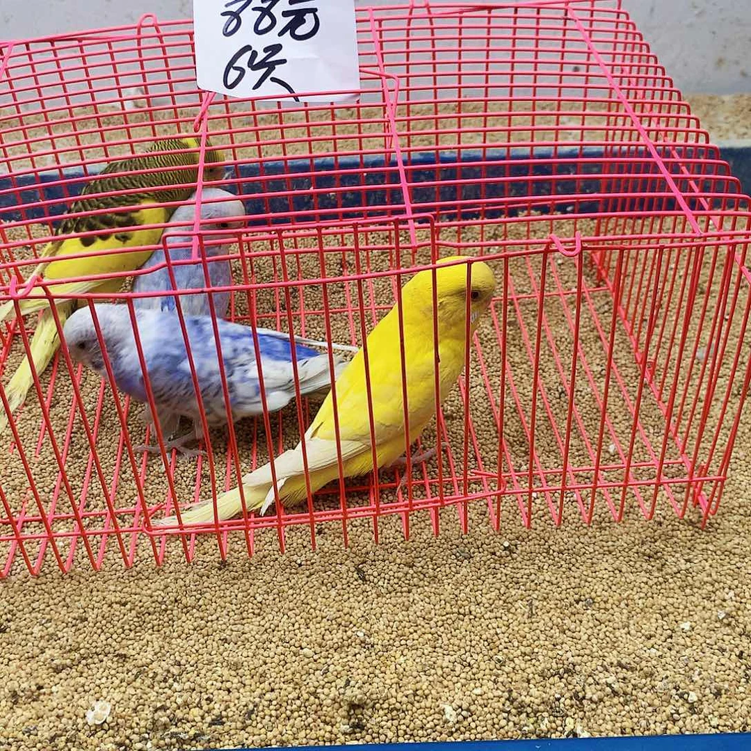 L****虎皮鹦鹉牡丹一如