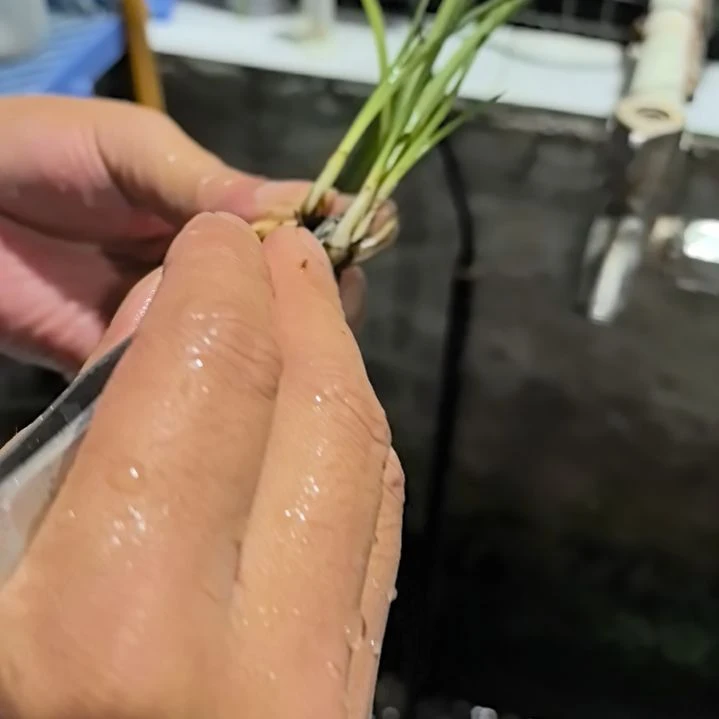 完全开放蕙兰天青素老苗发三个新芽
