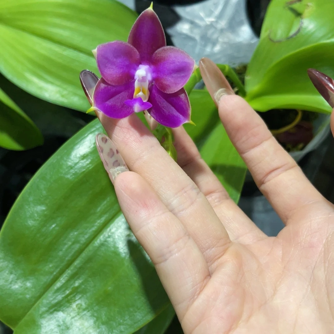 无花朵蝴蝶兰原生