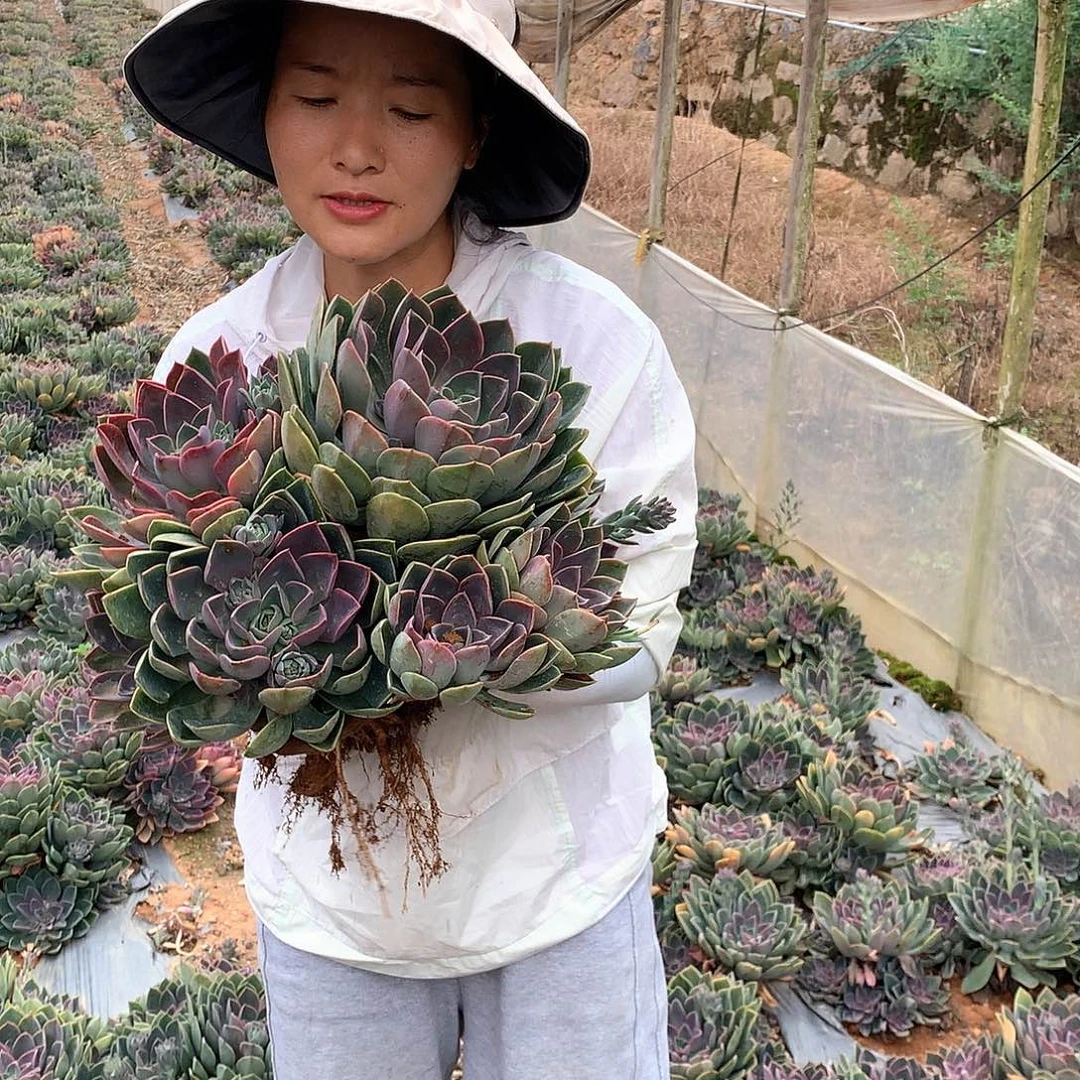 外播多肉植物琼斯多肉49