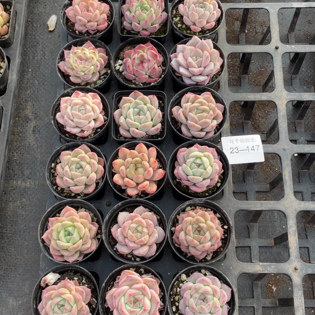 一物一拍18棵23-147