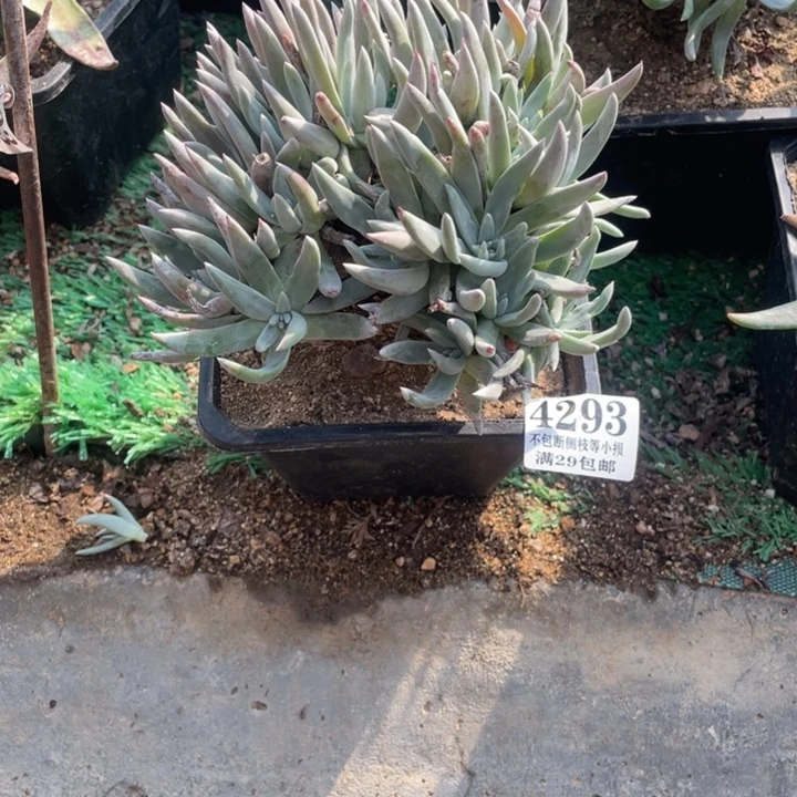 t*293号奥罗拉多肉植物