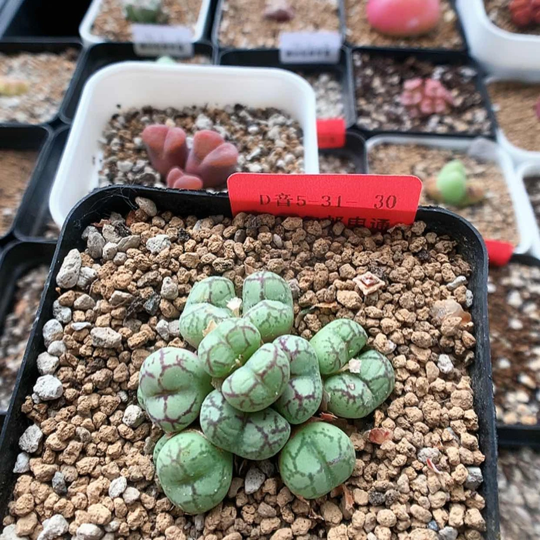 【闪购商品】5-31-30 肉锥1群 30