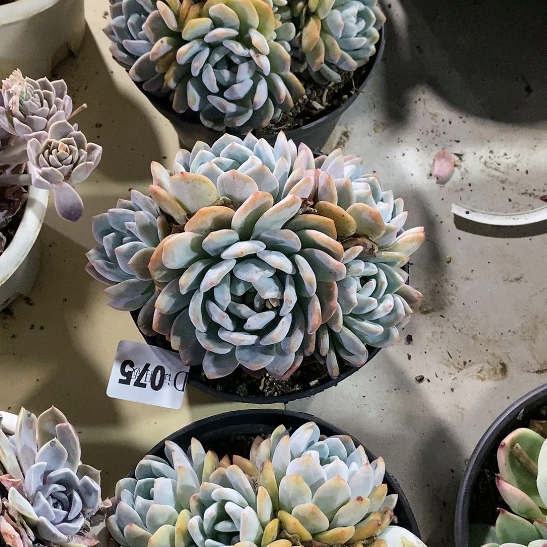 d*g075橙子多肉植物