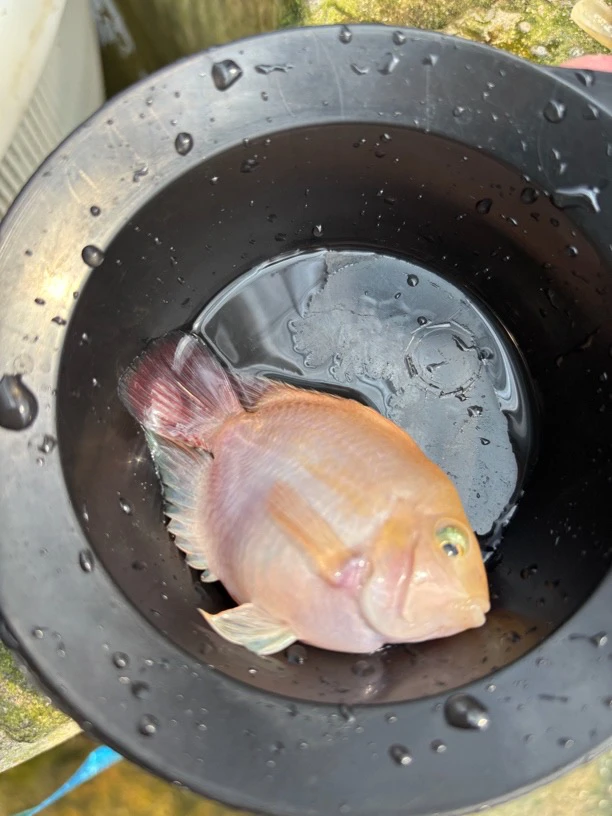 迷你鹦鹉白金宝蓝4-5公分两条备损一条随机发到手三条