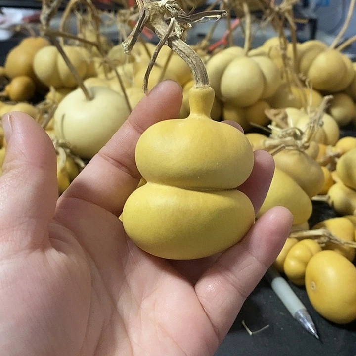 探**L葫芦的颜色很好看