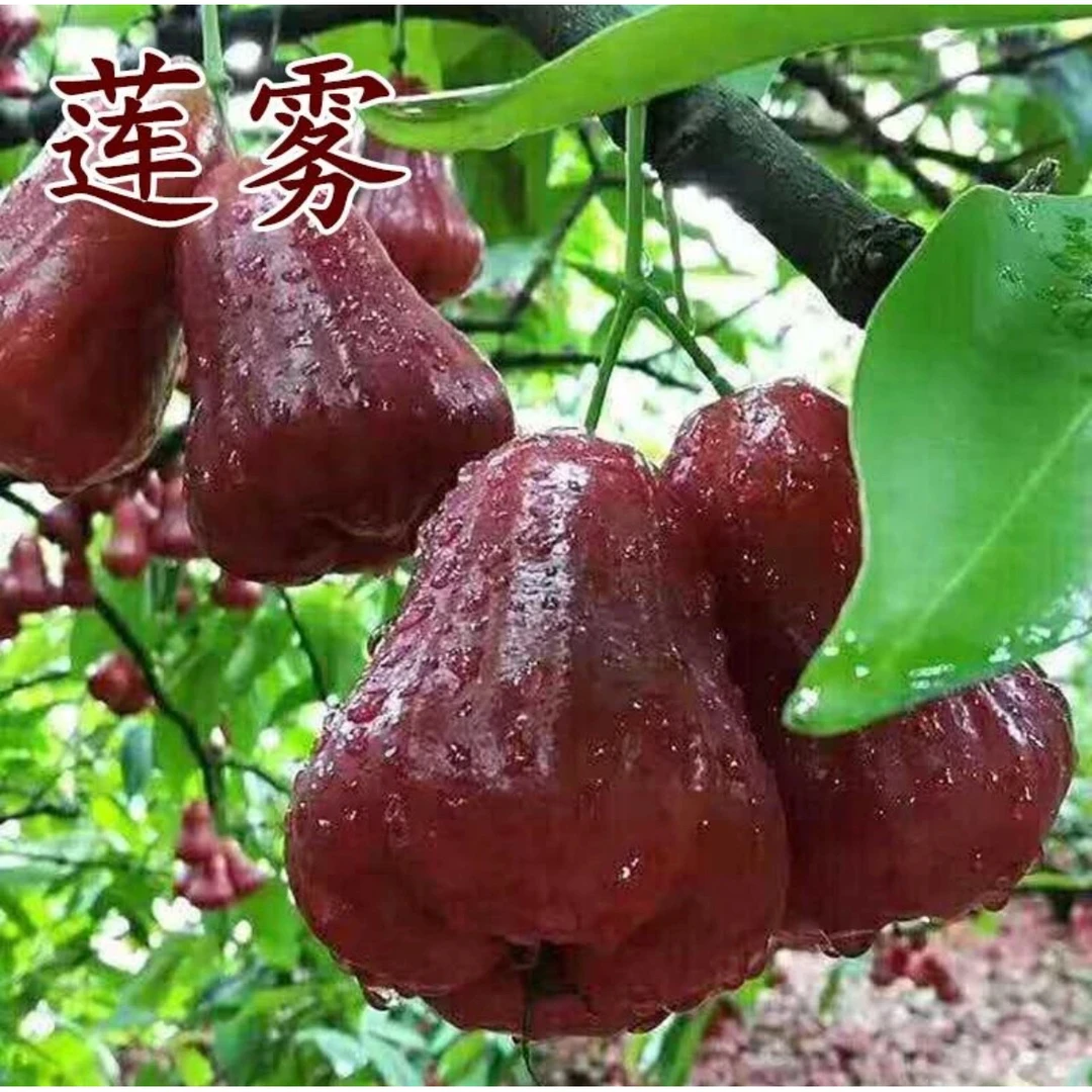 【莲雾果种子】莲雾果种子四季种植盆栽地栽