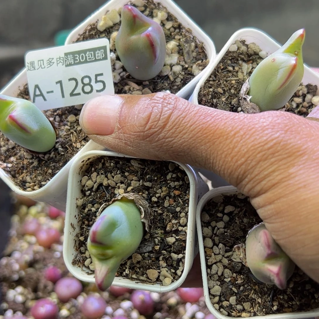 ＂***恼多肉植物111111111111111111