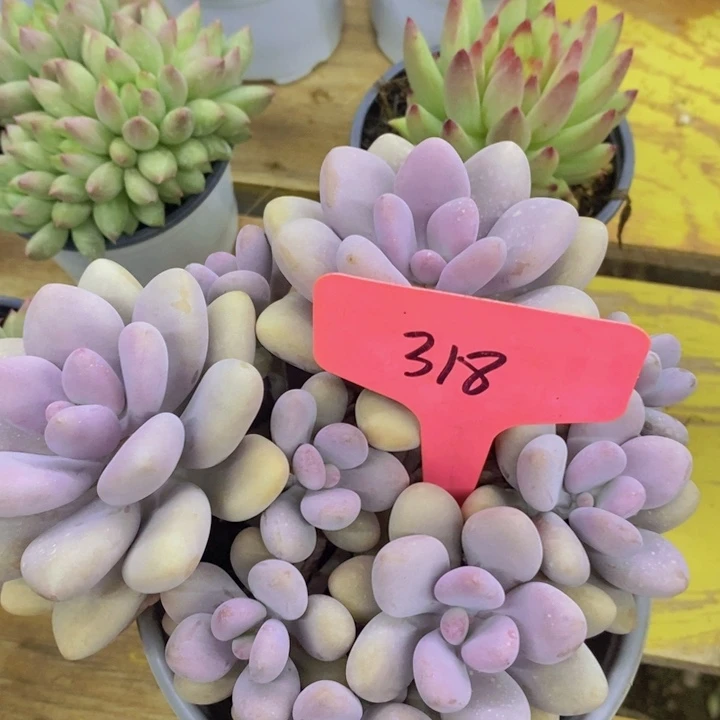 2周年快乐，开心多肉