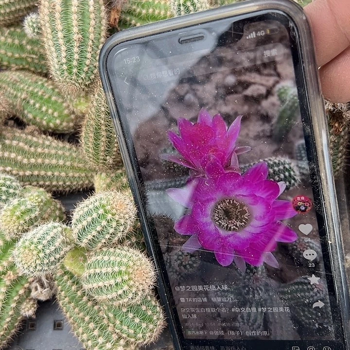 新品白檀无根枝条