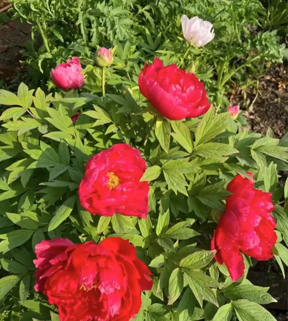 【十一棵】牡丹苗(先发花肥秋季发花苗）