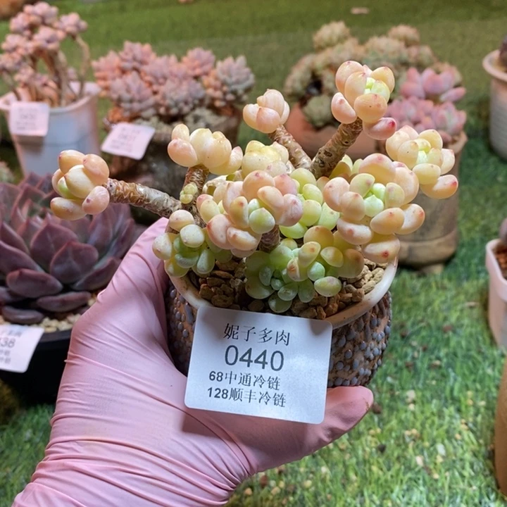 0440 不满68请拍冷链