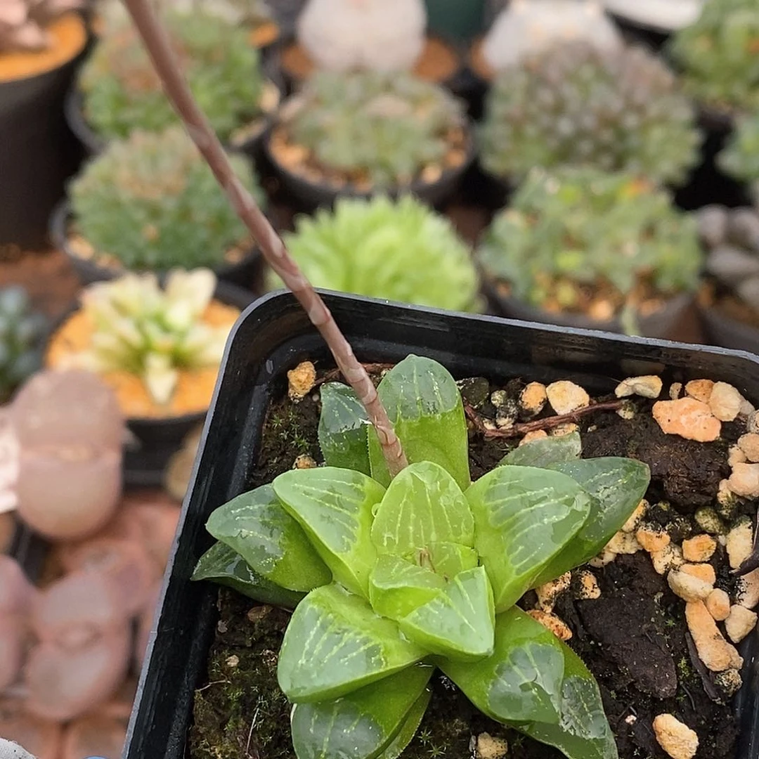 939 实生水晶寿带盆土 9.9包邮