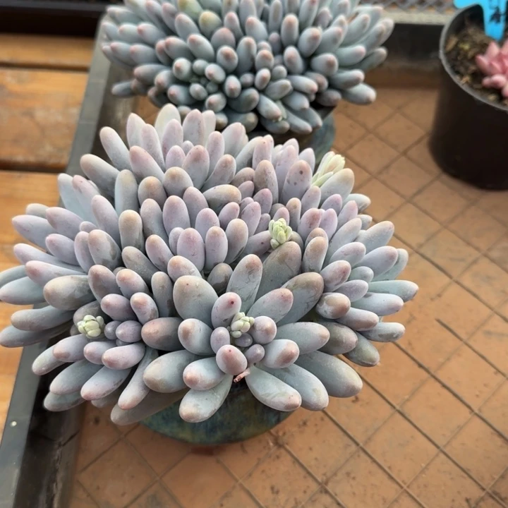 小****汤圆群一物一拍多肉