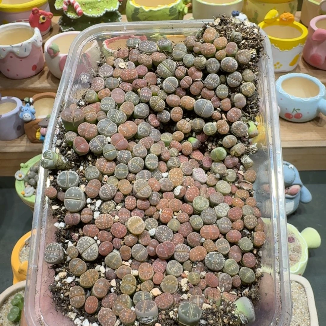 蘑菇1232橄榄切糕多肉植物