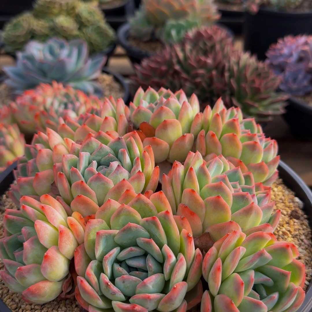 莎莎女王福利一物一拍