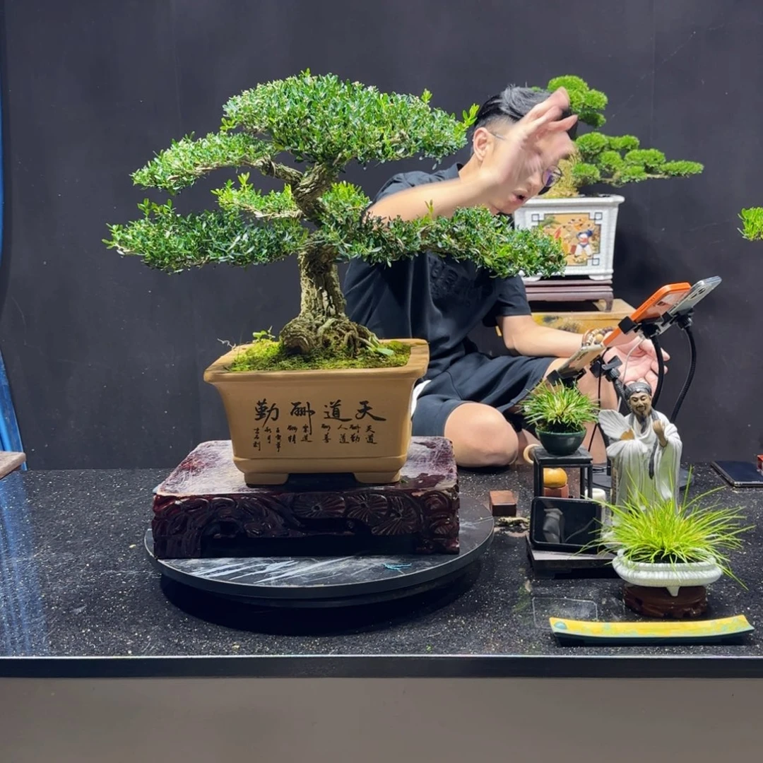 无花朵黄杨室内室外盆景艺术