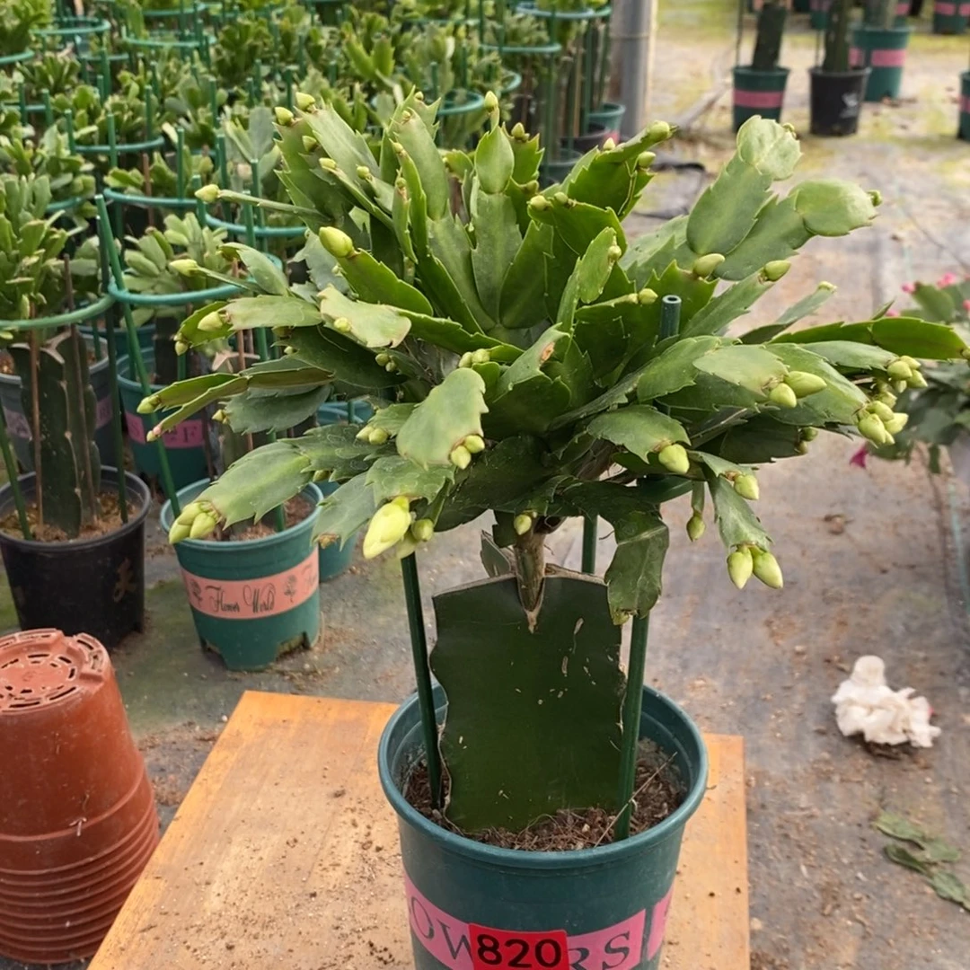 *****无花朵820嫁接雅思