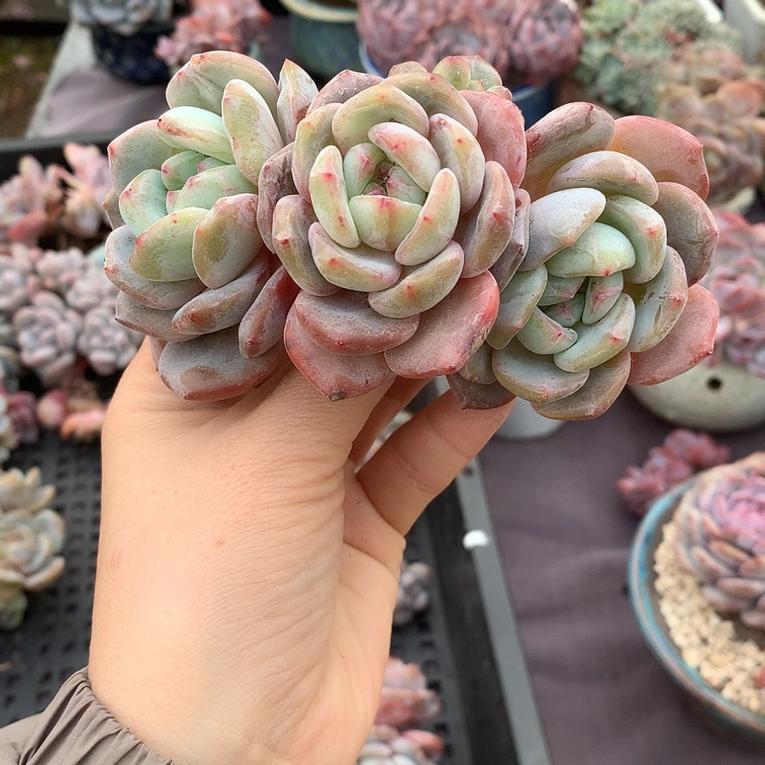 哈哈哈哈哈哈哈哈哈石榴籽