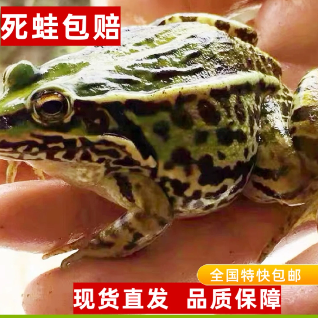 鲜活，特大蛙（7-10只/斤，拍3斤包邮）