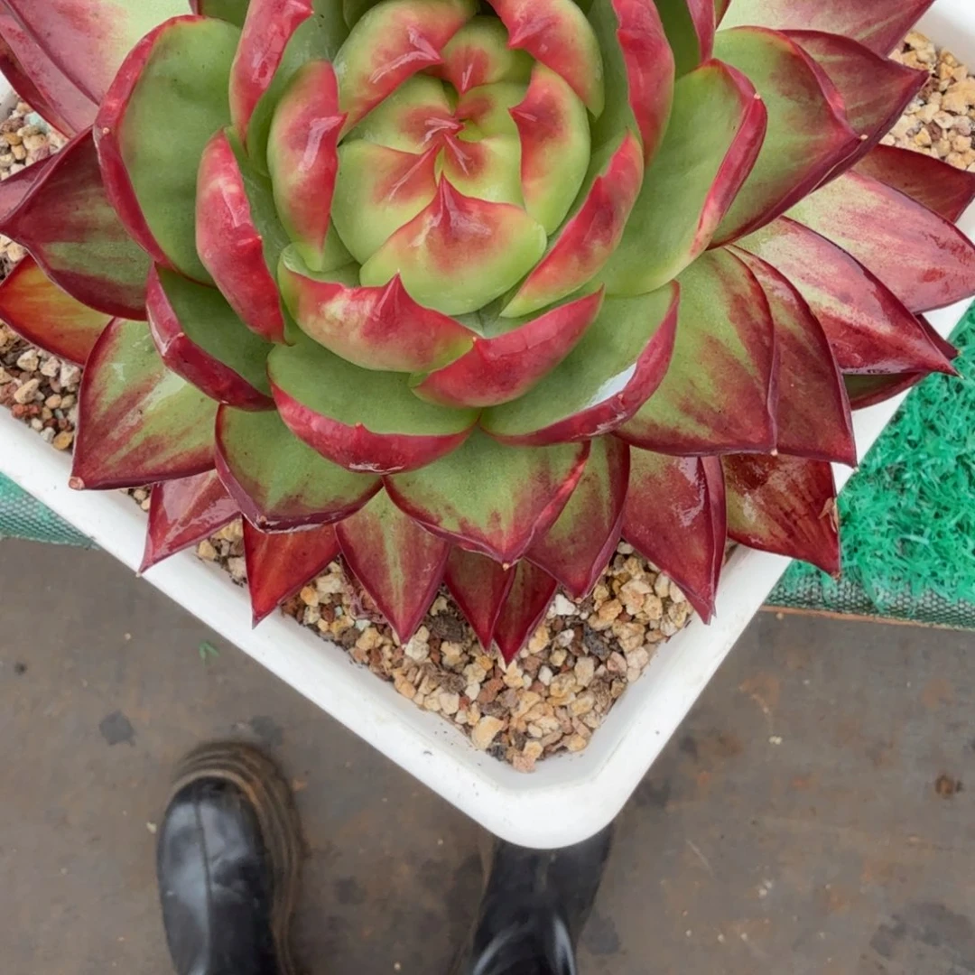 余****无花朵肉肉肉肉肉肉肉肉肉