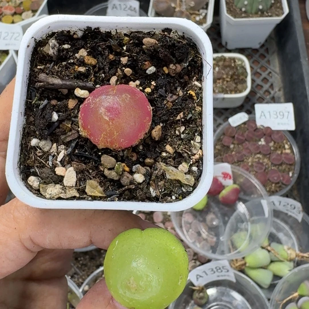 芥****1428 生石花和肉锥