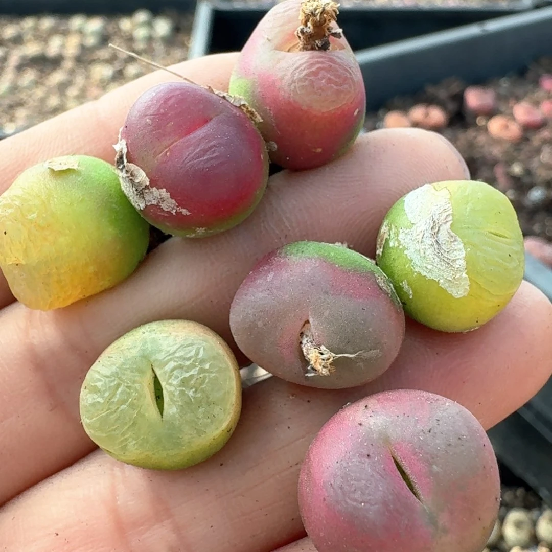 494好好看00000000000